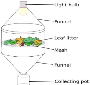 <ul><li><p>litter spread on mesh screen within a large funnel with light bulb suspended above the litter</p></li><li><p>combination of heat, light and drying of litter drives insects through the mesh→ drop into container at bottom of funnel </p></li></ul>