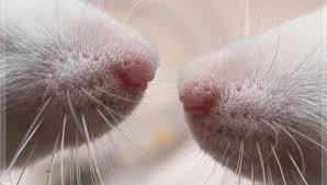 <p>prominent sinus hairs</p><p>controls movement of whiskers </p>