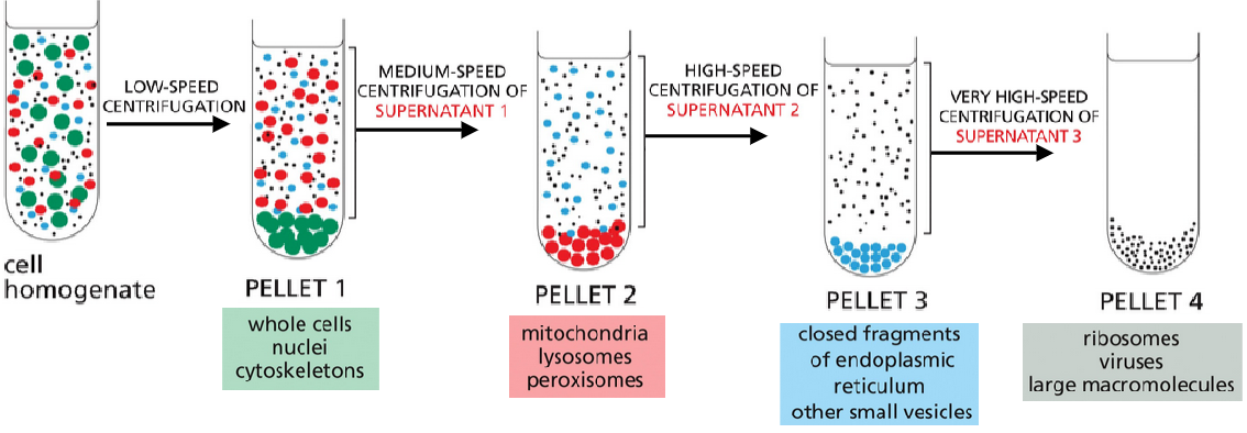 <p>size and density</p>