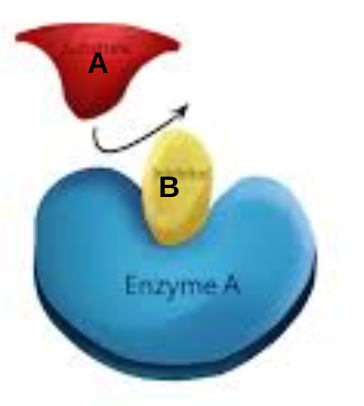 <p>directly blocks active site and reaction cannot occur</p>