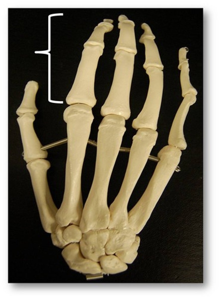 <p>Name this general group of bones.</p>