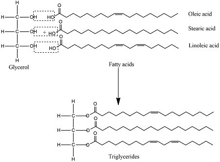 <ul><li><p>Made of 1 Glycerol molecule and a fatty acid molecule</p></li></ul>