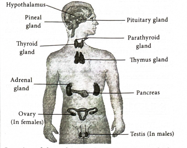 <p>pituitary, thyroid, adrenals, pancreas, ovaries and testes.</p>
