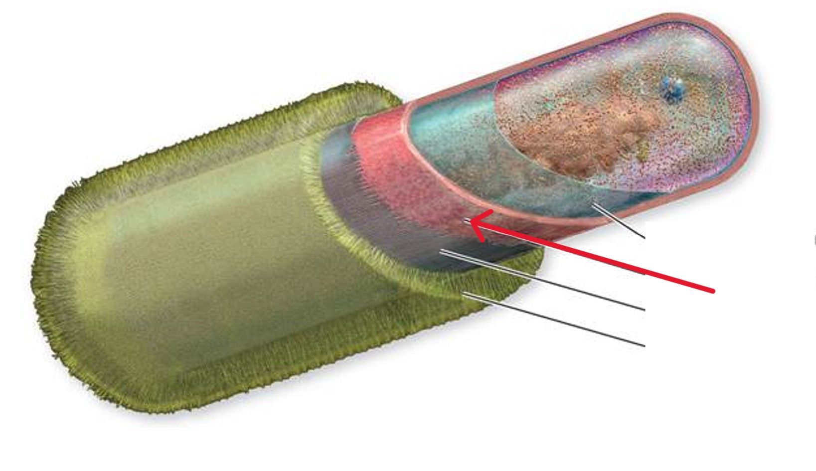 <p>Which bacterial layer:</p><ul><li><p>Composed of a repeating framework of long glycan (sugar) chains cross-linked by short peptide (protein) fragments</p></li><li><p>Provides a strong but flexible support framework</p></li></ul><p></p>