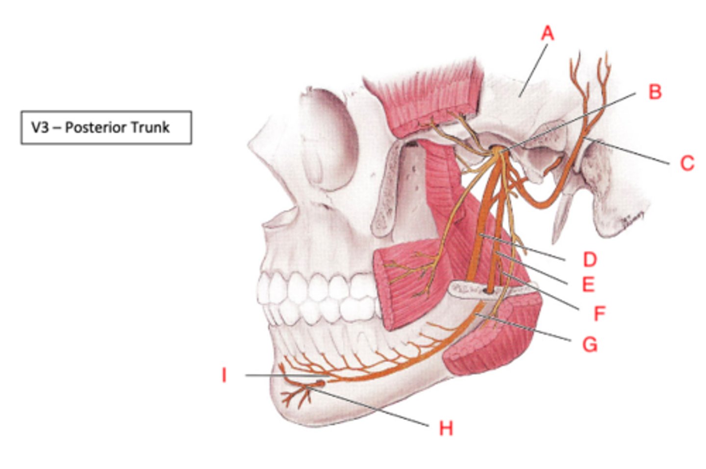 <p>Auriculotemporal n, inferior alveolar n, lingual n</p>