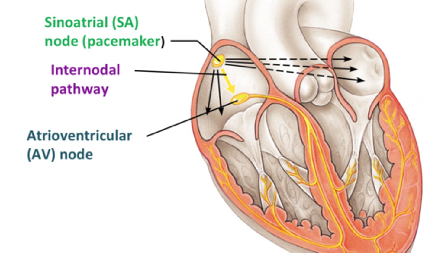 <p>Interconnect the SA Node with the AV Node, conducts impulses throught to the atrial working cells.</p>