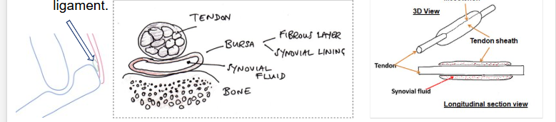 <p>Synovial bursae and tendon bags</p><ul><li><p>tough connective tissue bags</p></li><li><p><strong>sheaths </strong>secrete and contain synovial fluid and a lubricant therefore are closed bags</p></li><li><p>analogous to synovial wall  of joints</p></li></ul><p>located mainly under tendons/ligaments near the insertion at joints to reduce friction on the tendon as it passes across a bone/under a ligament</p><p></p>