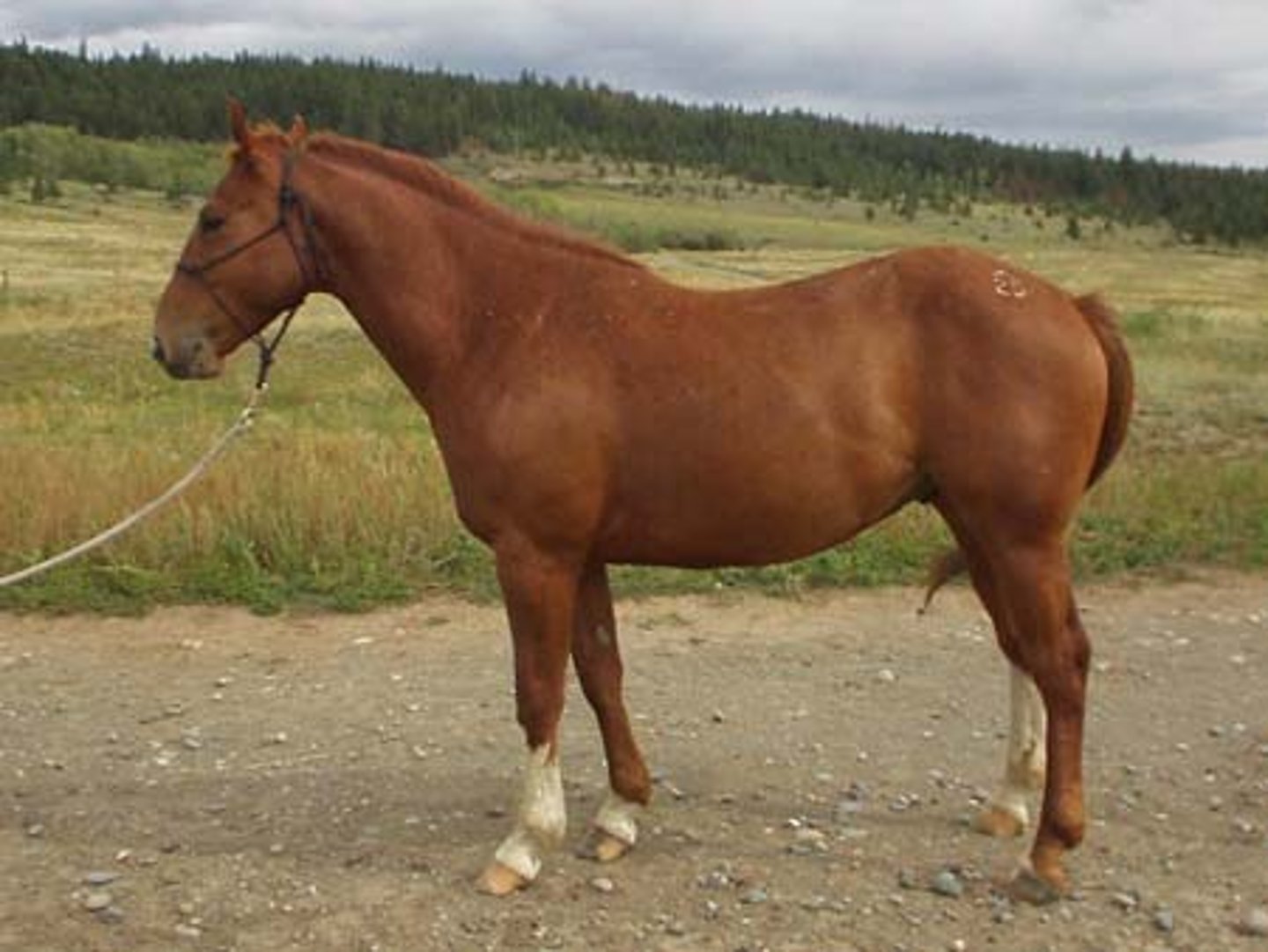 <p>type of chestnut that is solid copper-reddish coat, mane and tail close to the same shade as the body coat</p>