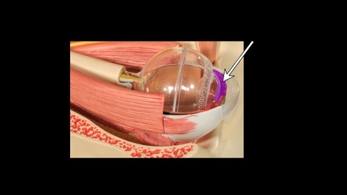 <p>(p.) of the anterior segment</p>