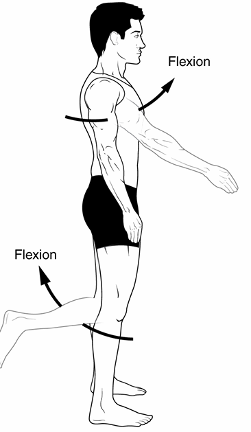 <p>decreasing of the joint angle</p><p>ex: when you do bicep curls, your arm angle goes from 180 to 45</p>