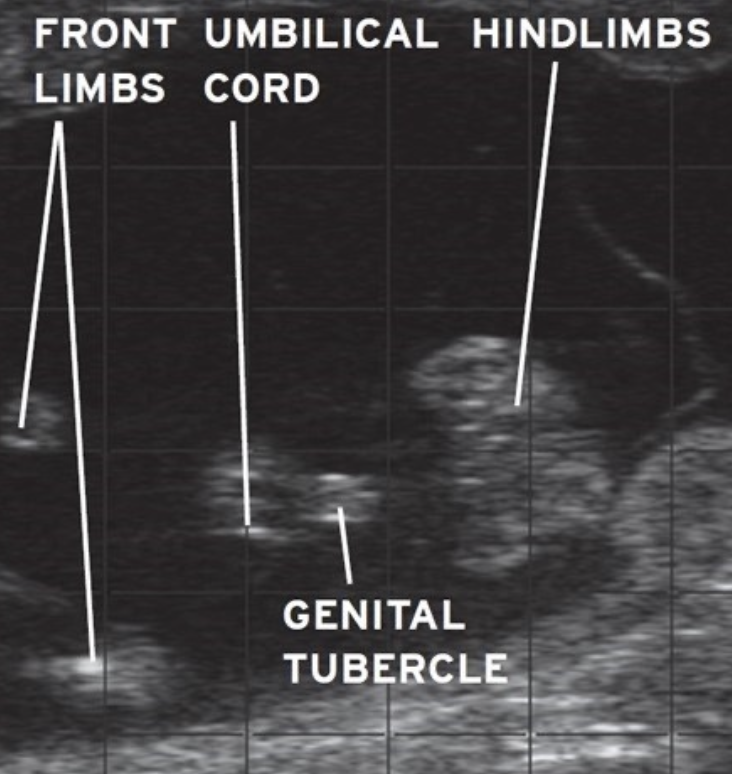 <p>by observing where the genital tubercle is:</p><p>-near umbilicus= male</p><p>-under tail= female</p>