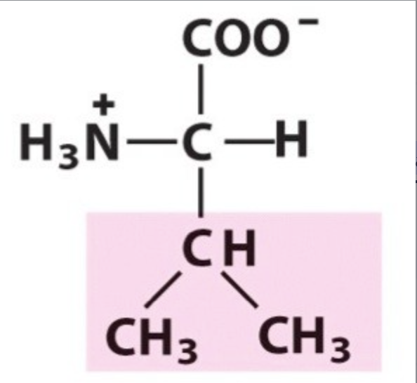 <p>Val / V. pKa Neutral. IP: 5,96. Unpolar, hydrophobic.</p>