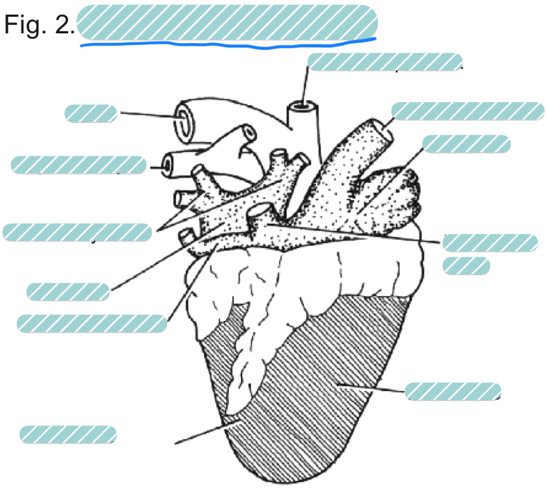 <p>What is the underlined label?</p>