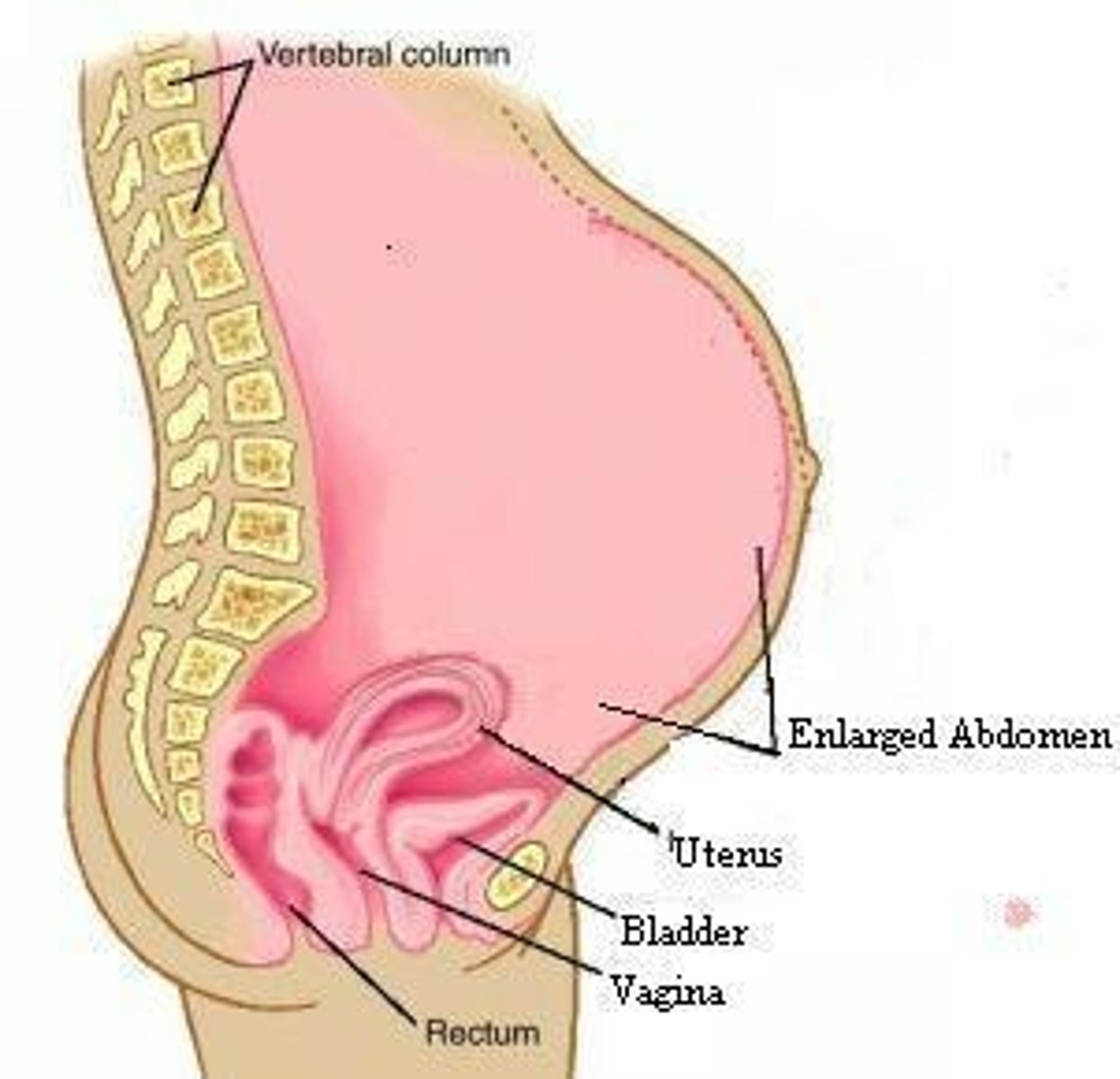 <p>false pregnancy</p>