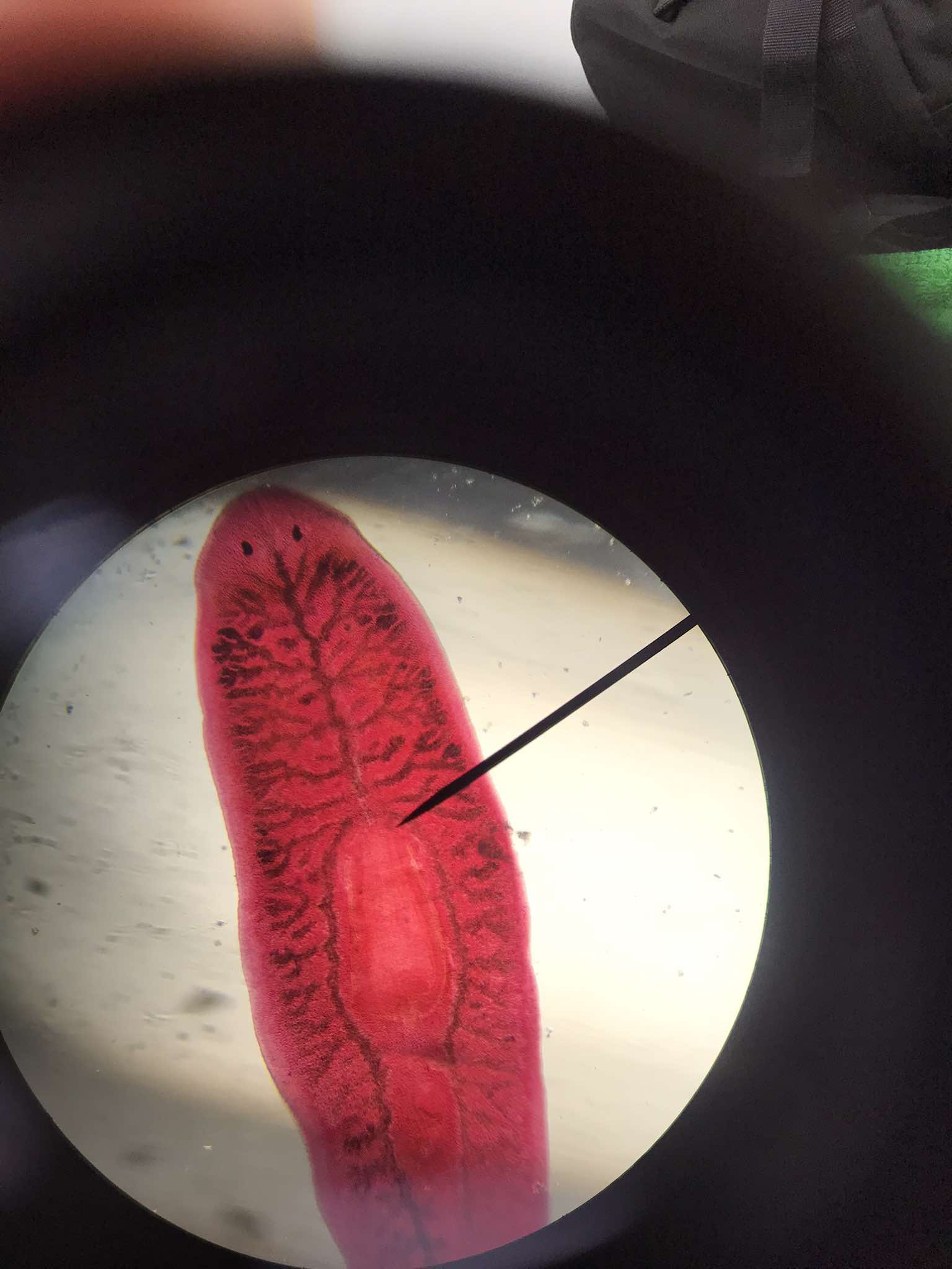 <p>Planaria; found in all freshwater habitats that flow slowly; most abundant during December to January; bilaterally symmetrical; moves by means of cilia</p>