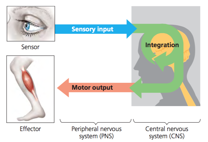 <p><span><span>The nervous system's response to processed sensory input, which involves sending electrical signals from the brain and spinal cord to muscles and glands to trigger a physical action</span></span></p>