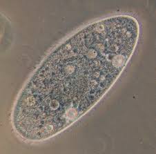 <p>Protists:<span style="font-family: &quot;Times New Roman&quot;; line-height: normal; font-size: 7pt;"> </span><em> </em></p>