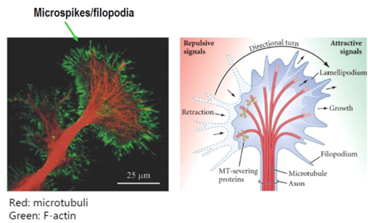 <p>The axonal growth cones move in the direction that attracts them and this is mediated by <strong>chemoattractants</strong>. The chemoattractant gradient activates a stimulatory pathway, which allows actin branching out into the cone, moving it in the direction towards the gradient.</p><p></p><p>Opposite, repulsive signals cause the growth cone to retract and activation of MT severing proteins, cleaving off MT fragments and shortening the branches.</p>
