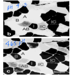 <p>pH which resulted in stronger staining of slow muscle fibers (Type I)</p>