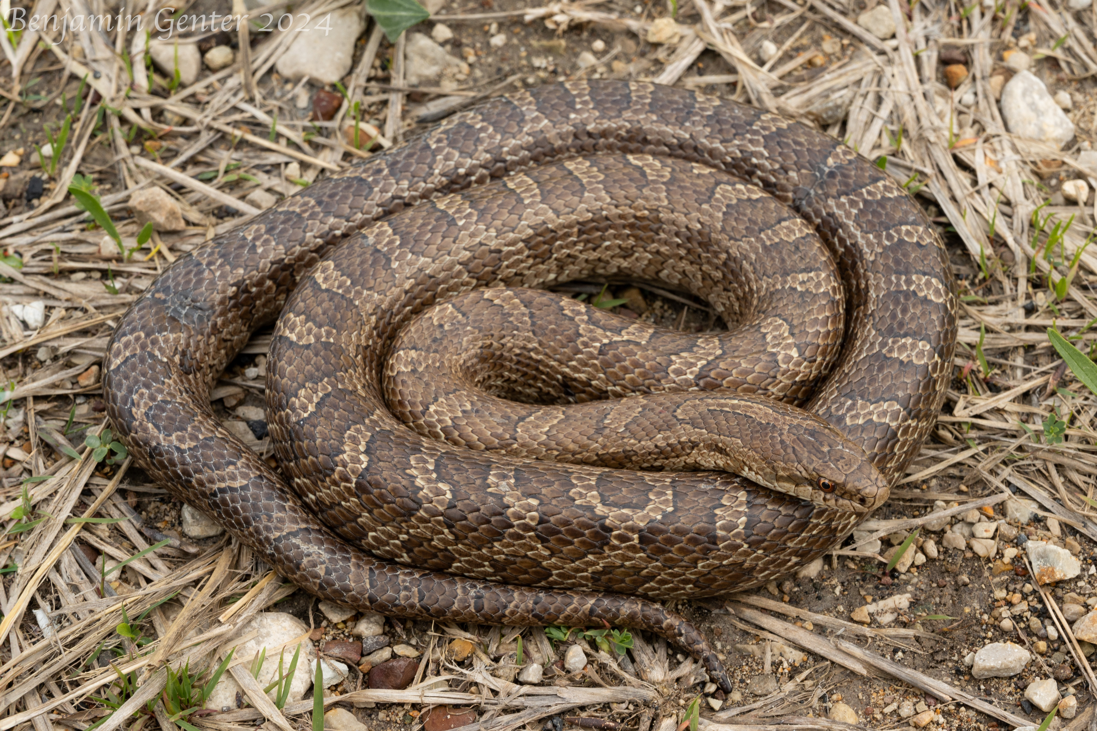 <p>Family: Colubridae</p><p>Latin: Lampropeltis calligaster</p><p>Prairie Kingsnake</p>