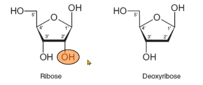 <p>ribose or deoxyribose</p>