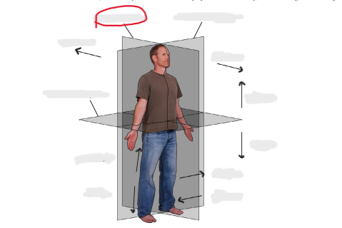 <p>plane through body from front to back, divides body into left, right halves</p>
