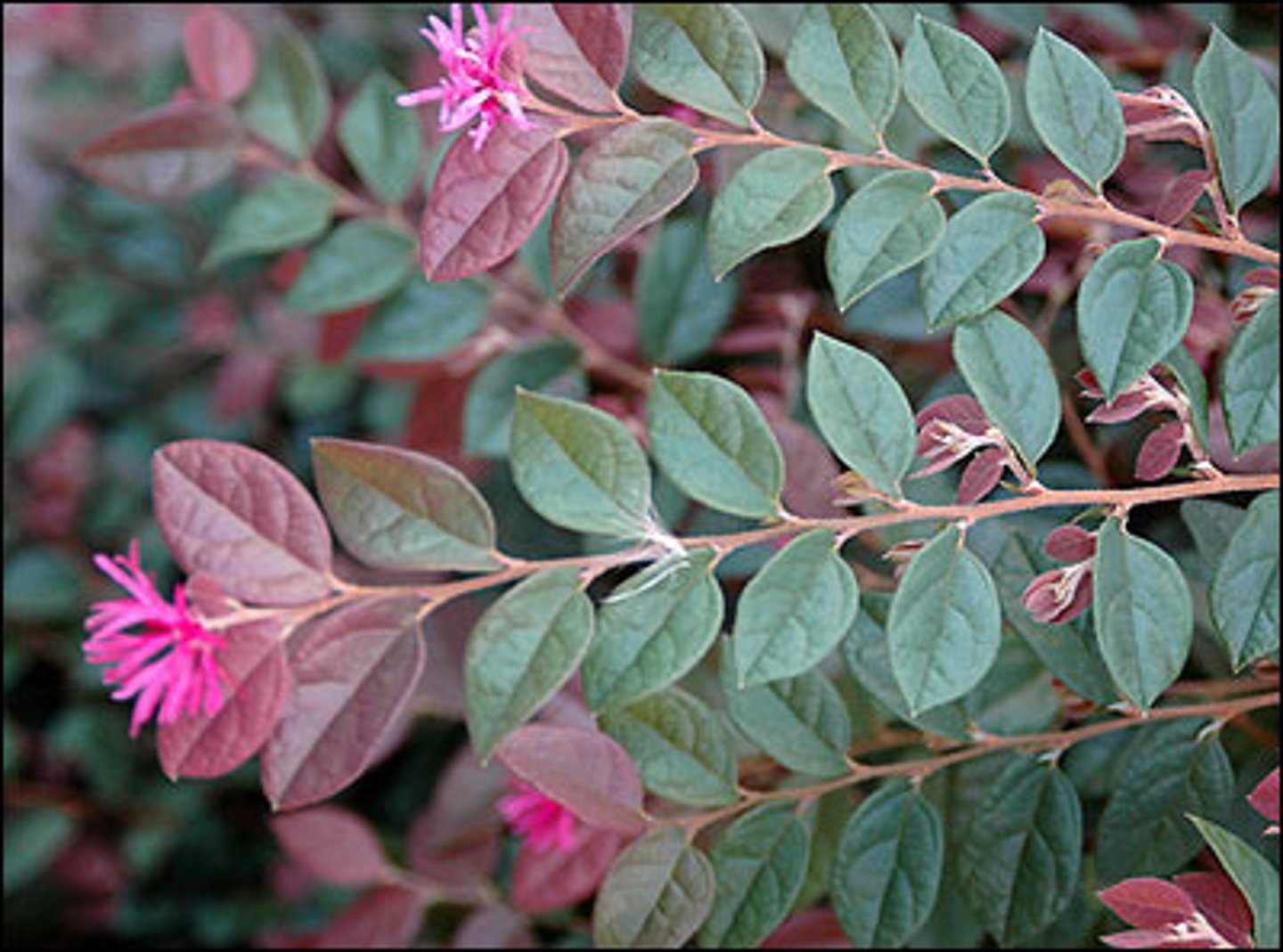 <p>Loropetalum</p>