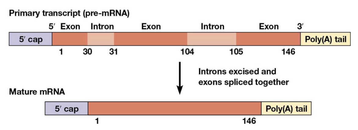 <p>sequences that appear in the final mRNA</p>