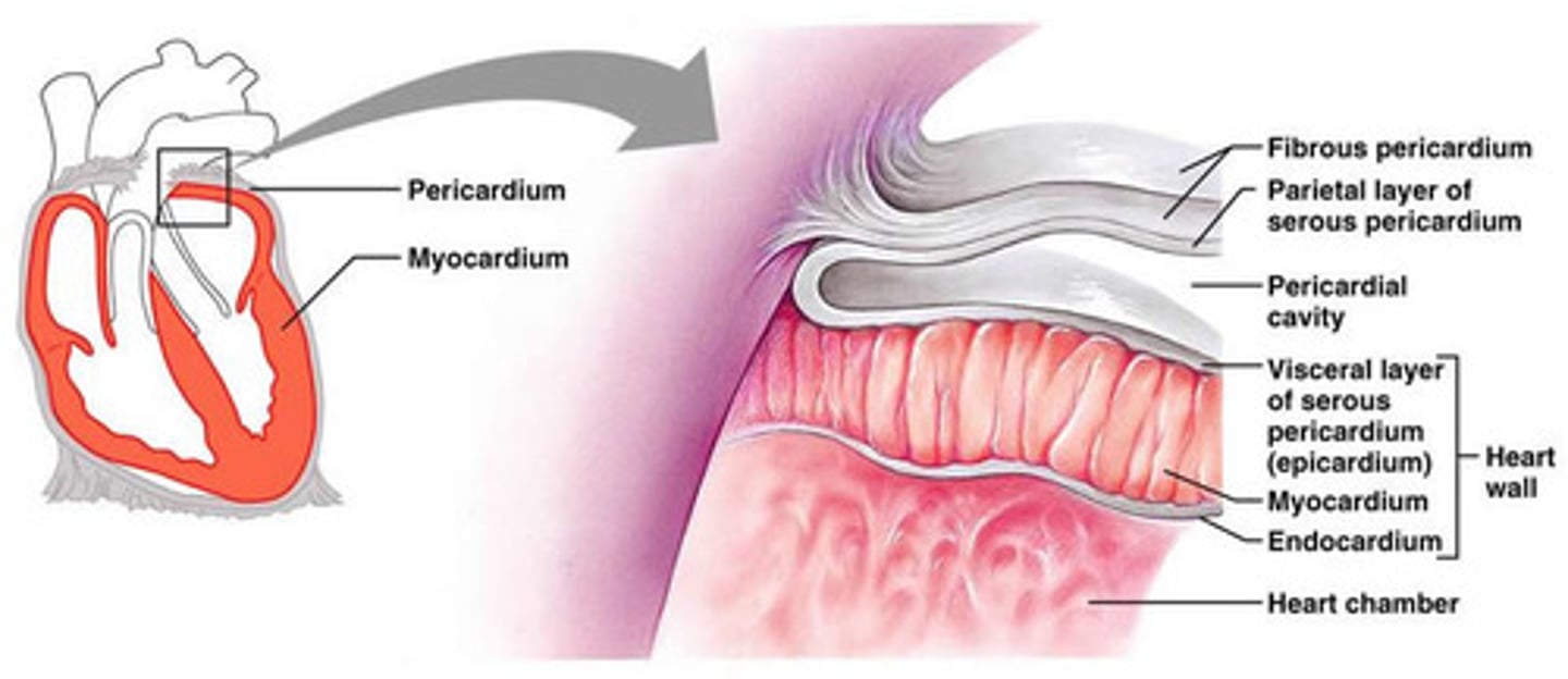 <p>1. Fibrous pericardium: Outermost layer of pericardial sac</p><p>2. Serous Pericardium: Parietal layer (outer) and visceral layer (stuck to organ) that surround liquid cavity.</p><p>3. Pericardial Cavity: fluid-filled cavity between the pericardial layers</p><p>-decreases friction during heart movement</p><p>-Very Small</p>