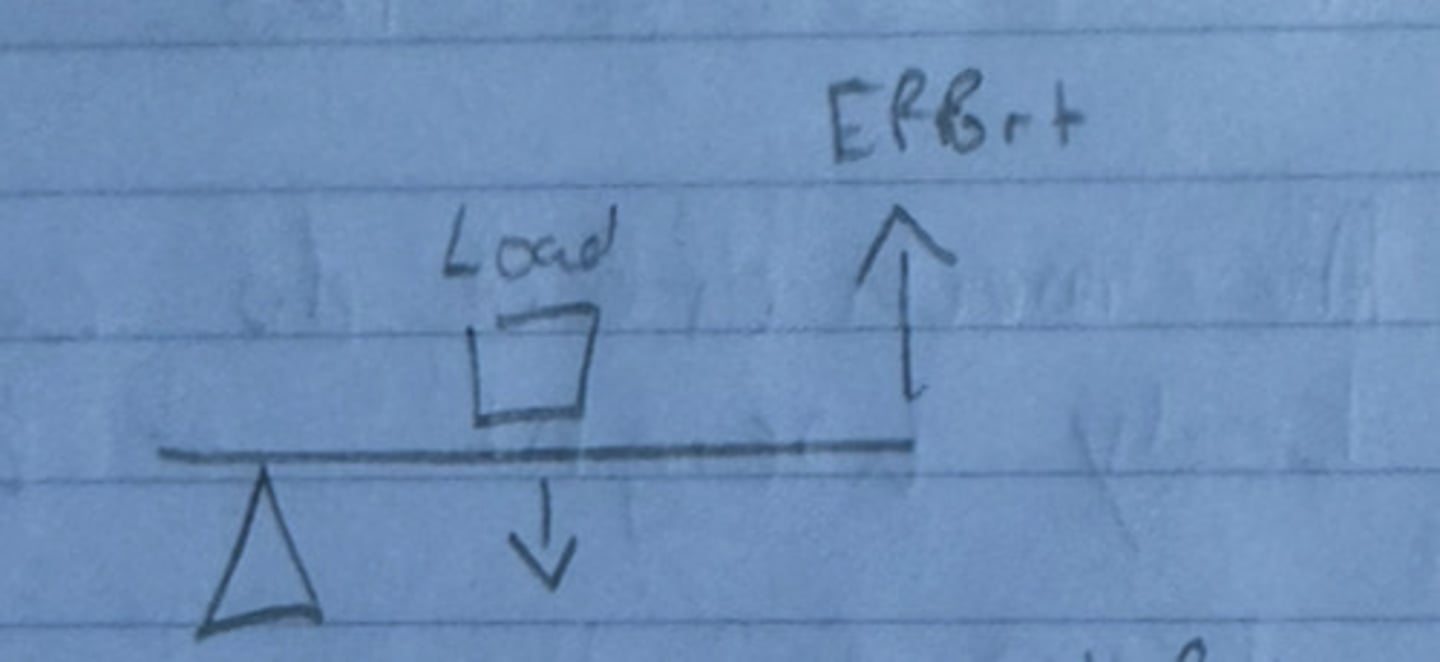<p>The load is between the fulcrum and the effort</p><p>(Amplifies Power), ex. standing on your toes, calf muscle lifting body weight up</p>