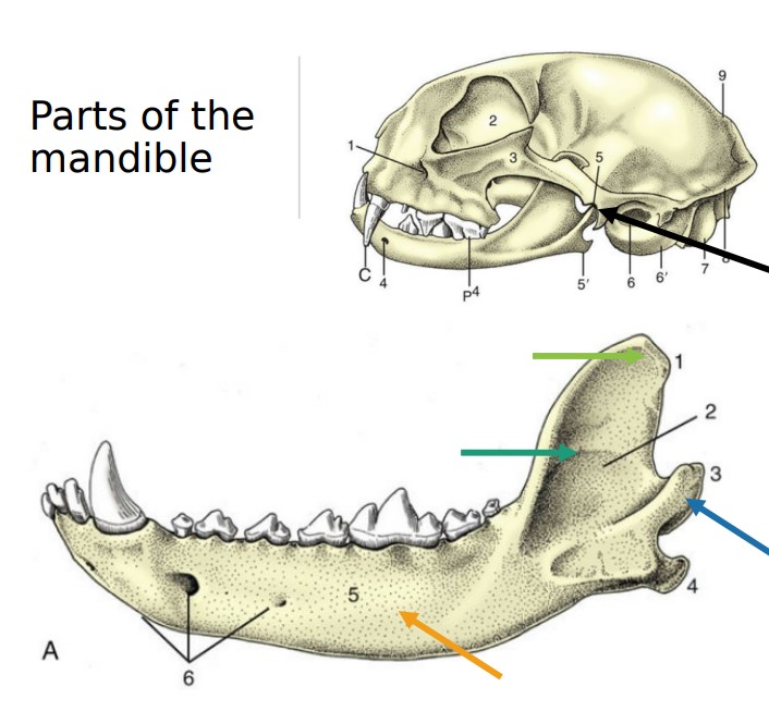 * large prominence at the tip of the ramus where chewing muscles attach

*green*