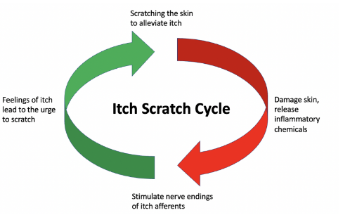 * Scratching inhibits itch via inhibitory interneurons in the dorsal horn of the spinal cord 
  * the pain caused by scratching  inhibits the itching sensation
  * but can make it worse e.g. if its a rash

   