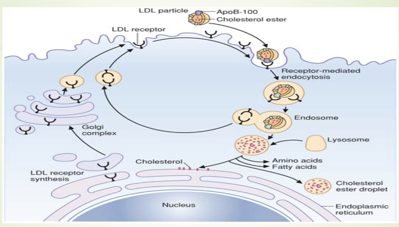 <ul><li><p><span>Thyroid hormone </span><strong><span>T3 stimulates </span></strong><span>LDL receptor binding.</span></p></li><li><p><span>Hypothyroidism → decreased LDL receptor activity → </span><strong><span>hypercholesterolemia</span></strong><span> secondary to </span><strong><span>hypothroidism</span></strong></p></li></ul><p></p>