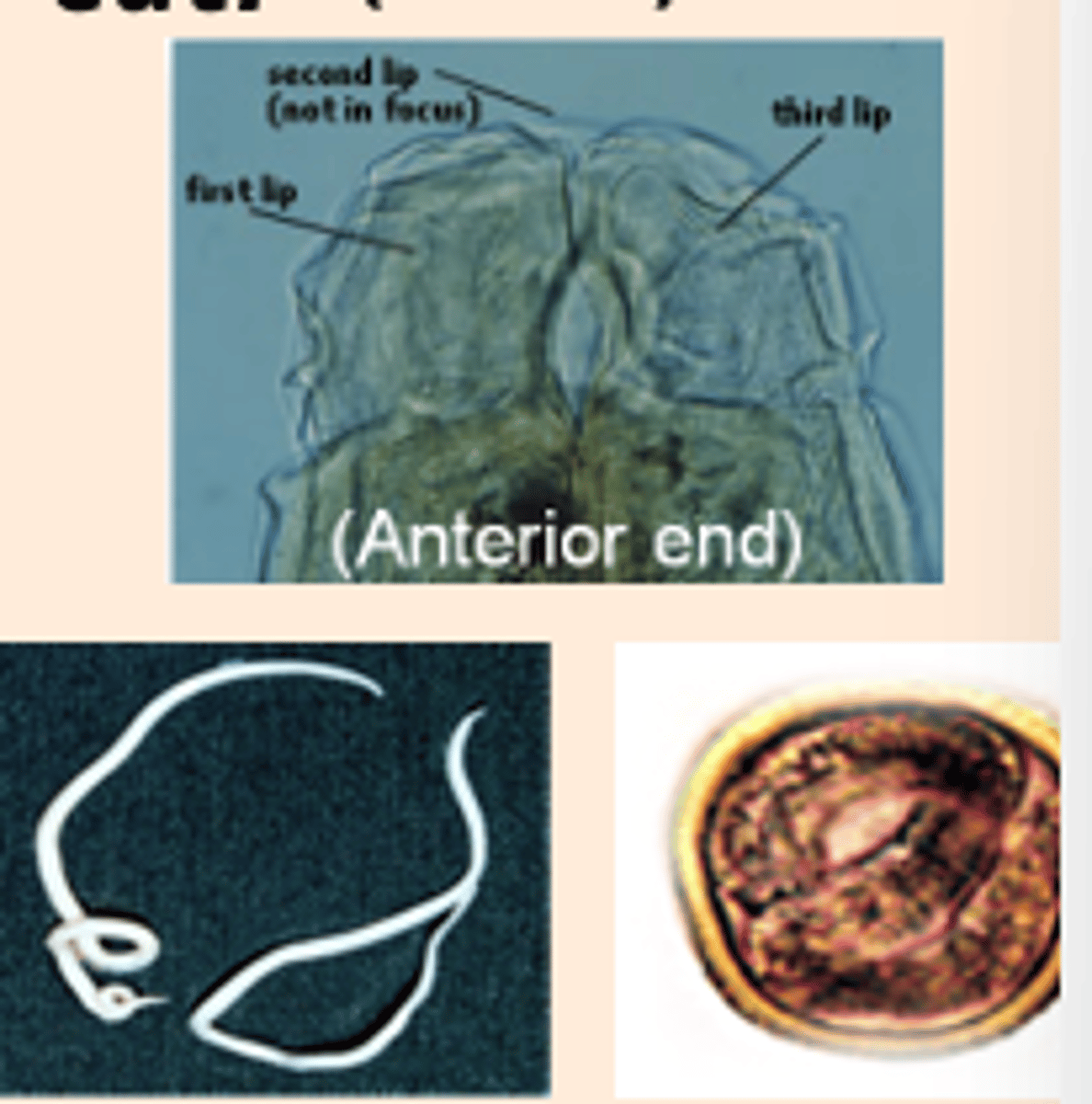 <p>- canine/ feline roundworm</p>