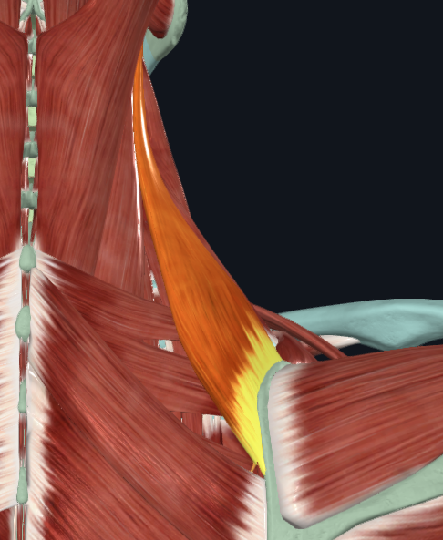<p>What muscle is this</p>