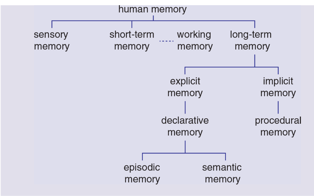 <p>memory </p>