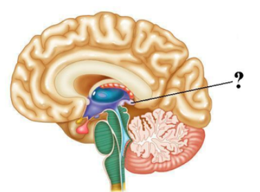 <p><span><span>Identify the indicated structure of the brain.</span></span></p>