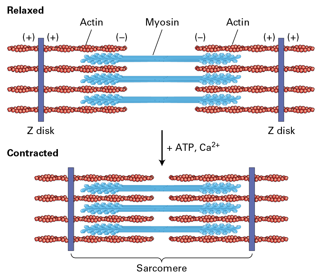 <p><span style="font-size: calc(var(--scale-factor)*33.02px)">Thick filaments are </span><span style="font-size: calc(var(--scale-factor)*33.05px)">bipolar with heads out </span><span style="font-size: calc(var(--scale-factor)*33.02px)">towards the Z disks (the blue heads) </span><span style="font-size: calc(var(--scale-factor)*33.05px)">F-actin is attached to the Z-disk.</span></p><p><span style="font-size: calc(var(--scale-factor)*33.05px)">During contraction, the myosin II heads grab onto the actin and pull them in so the distance between the (-) gets shorter and (+) comes in more.</span></p><p><br><span style="font-size: calc(var(--scale-factor)*33.05px)">Controlled by ATP </span><span style="font-size: calc(var(--scale-factor)*33.02px)">availability and Ca</span><span style="font-size: calc(var(--scale-factor)*21.77px)">2+ </span><span style="font-size: calc(var(--scale-factor)*33.05px)">influx.</span></p>
