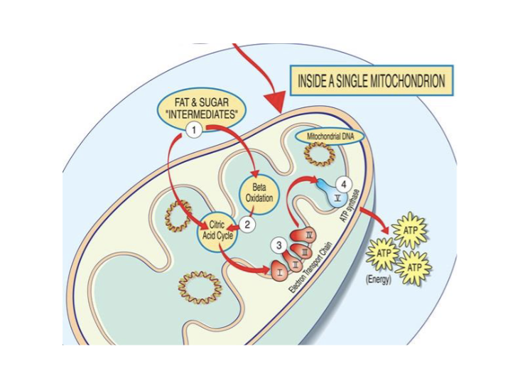 <p>Mitchondria role in converting nutrients into ATP</p><p>Symptoms reflect insufficiency of ATP in muscles, nerves, and brain</p><ul><li><p>muscle weakness</p></li><li><p>exercise intolerance</p></li><li><p>seizures, headaches</p></li><li><p>Ataxia</p></li><li><p>Vision Defects</p></li></ul><p></p>