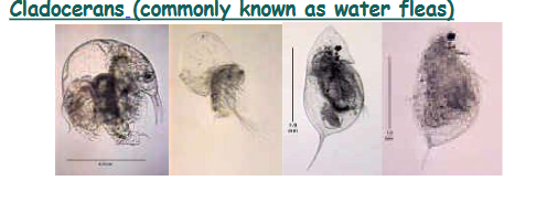 <p>What are cladocerans?</p>