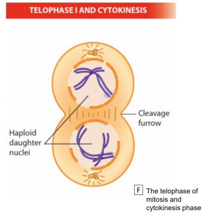 <p>telophase i - when chromosomes reach spindle poles </p><ul><li><p>formation of nuclear envolopes at spindle poles </p></li><li><p> formation of cleave furrow </p></li><li><p>cytokinesis, </p></li></ul><p></p><p>generates 2 haploid cells, each cell contains chromosomes that has two sister chromatids</p><p></p>