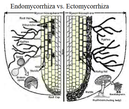 <p>symbiotic fungi that attach to plant roots (myco = mushroom/fungus, rhiz- = root/rhizome)</p><p>affect water balance in plants</p><p>large surface area of fungi increases water absorption for plants</p><p>fungi take some food from plants</p>