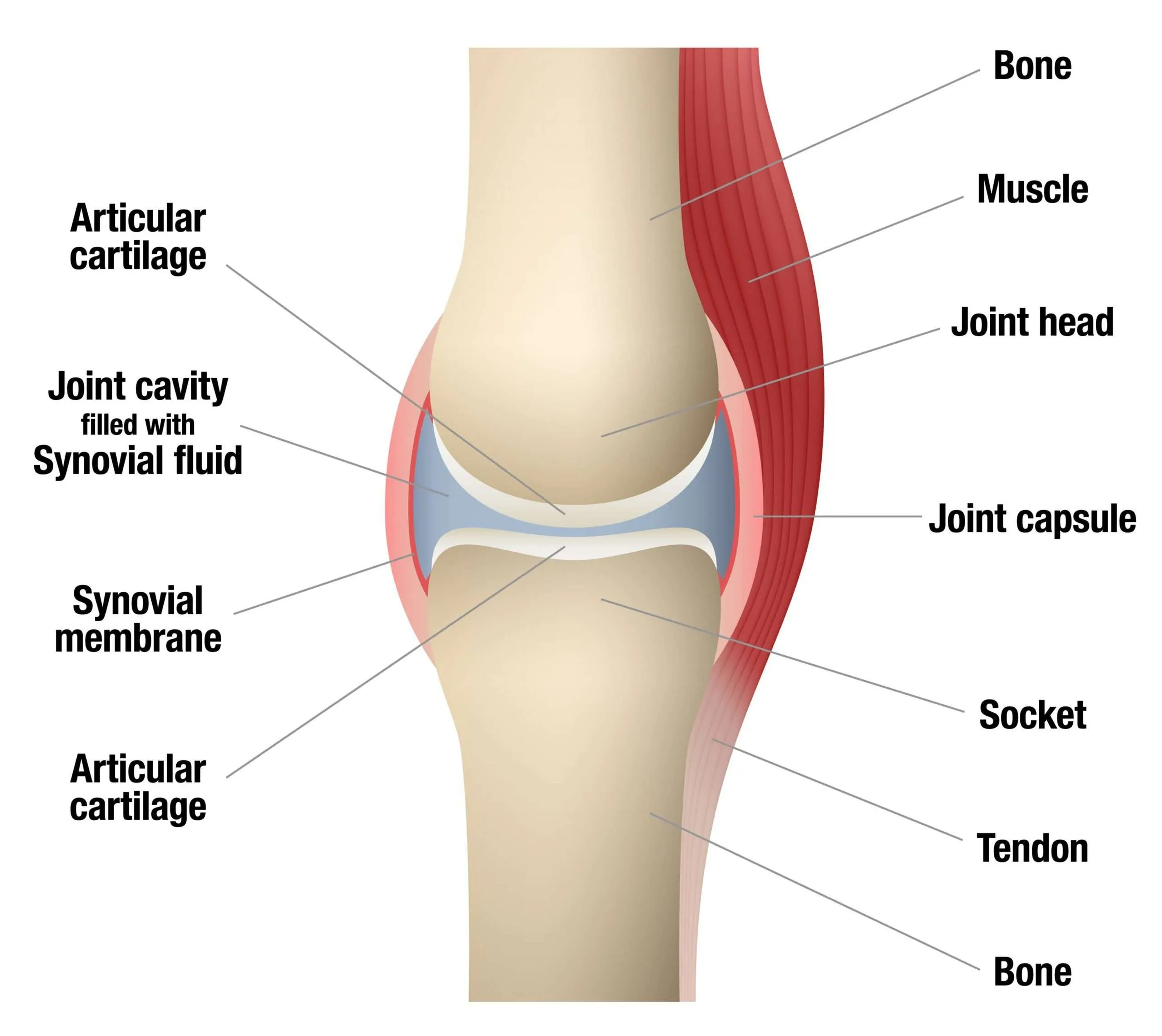 <p>Places where two or more bones meet, providing flexibility and movement.</p>