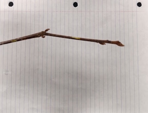 <p>terminal naked, foliose terminal bud/paintbrush like; slender, vertical lenticels</p>