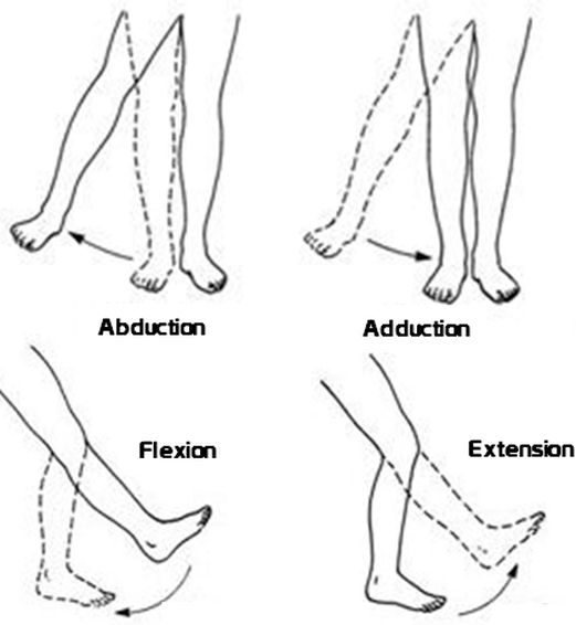 <p>Abduction is the movement <strong>away from the midline</strong> of the body.</p><p>Extension is the <strong>straightening</strong> of limbs (increase in angle) at a joint.</p>