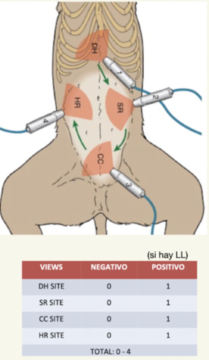 <p>AFAST:</p><p>poner el paciente en cualquiera posición, y hacer ecografía en 4 puntos:</p><p>1. DH: hepato-diafragma</p><p>2. SR: esplenorenal</p><p>3. CC: cisticólica</p><p>4. HR: hepatorenal</p><p>si hay líquido libre (anecoíco), poner un 1 en la categoría y al final dar la puntuación (0-4). </p><p>se realiza lo antes posible tras el triaje. </p><p>todo esto debe durar 3-4 minutos, y lo repetimos cada 4 horas. </p>