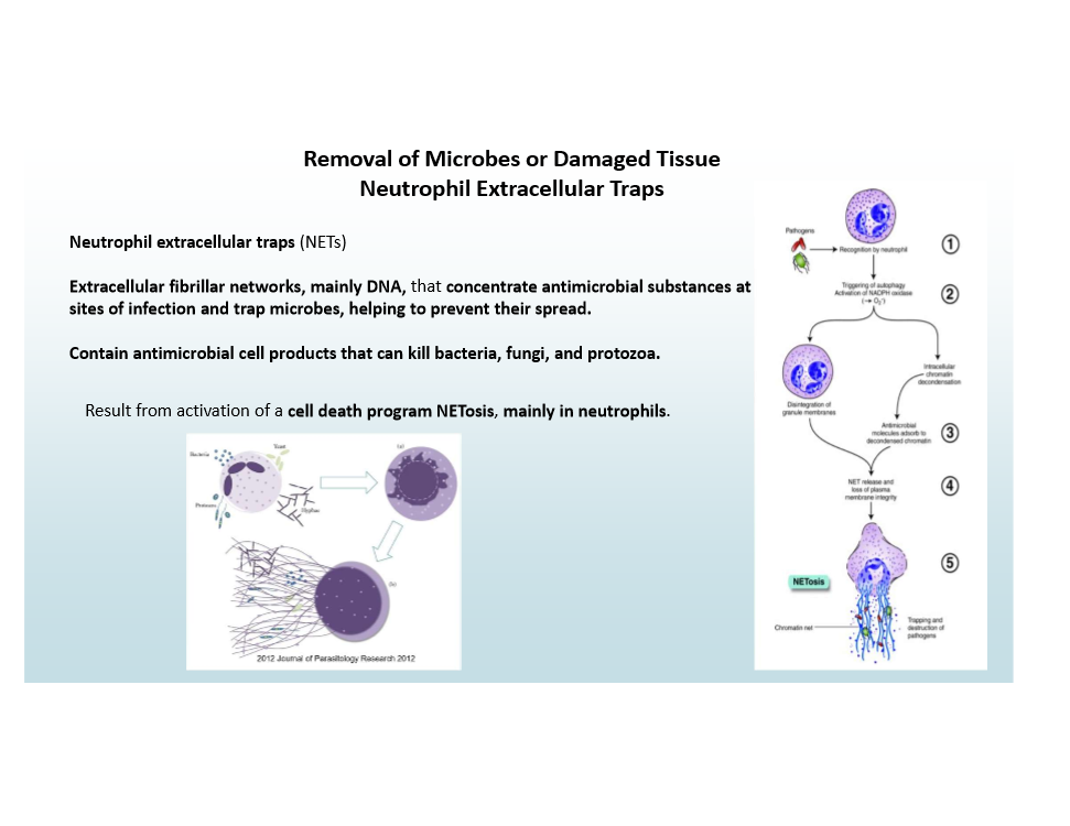 <p>Extracellular DNA networks trap/kill microbes</p><p>NETosis is activated to cause this!</p>