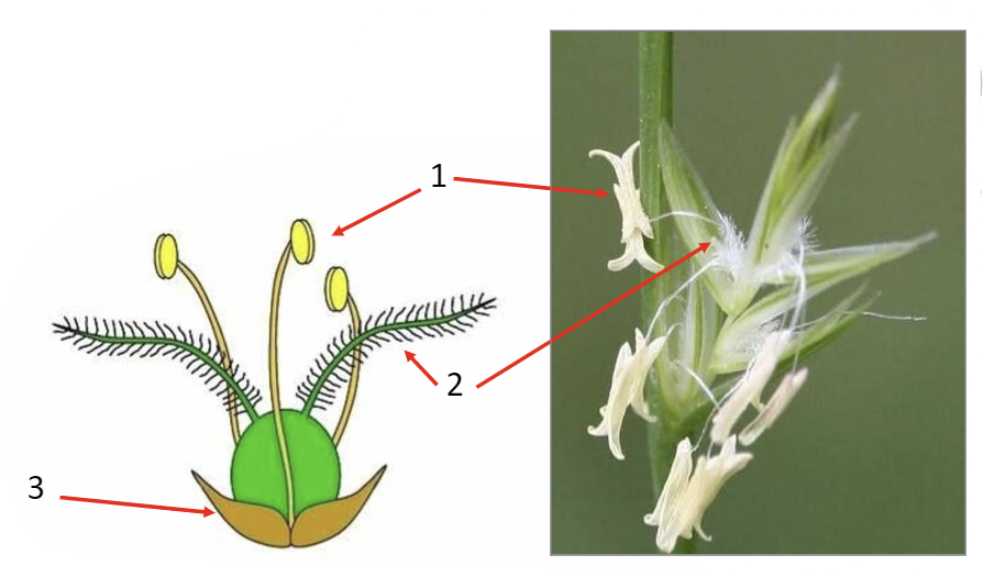 <p>wind pollinated plant</p><ol><li><p>anther</p></li><li><p>stigma</p></li><li><p>petals</p></li></ol>