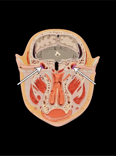 <p>(p.) external ear</p>