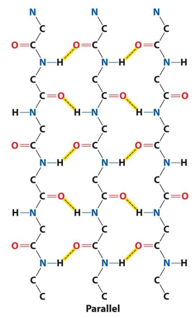 <ul><li><p>Connected by hydrogen bonds between backbone atoms of adjacent strands (angled, making them less stable then the antiparallel beta sheets)</p></li></ul><p></p><p></p>